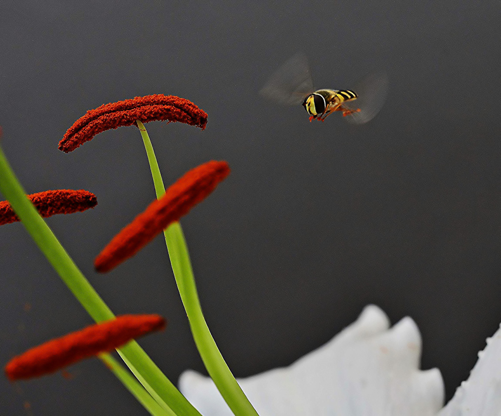 Wallpaper heart, wings, Fly, Meeting, Flight, leaf, flower, close up