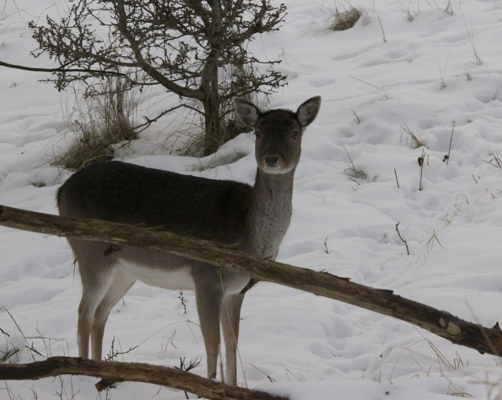 Wallpaper wildlife, fauna, snow, winter, Freezing, tree, white tailed deer, snout 4106x3274