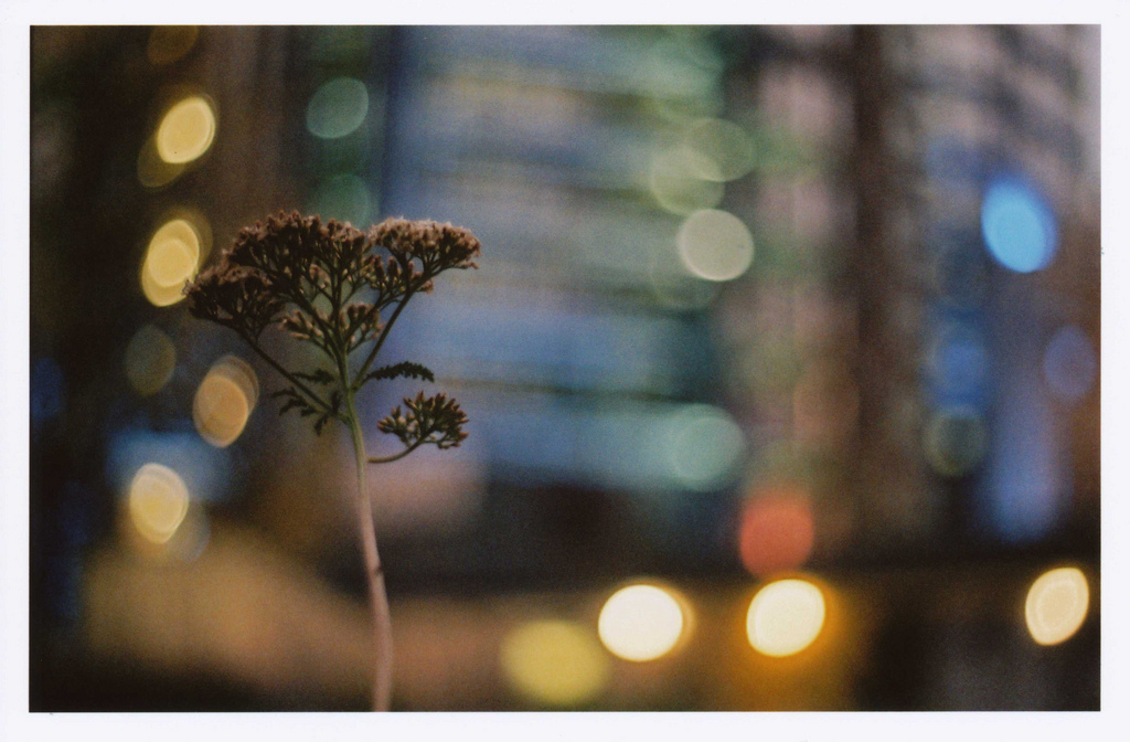 sollys, London, nat, himmel, afdeling, England, UK, træ, efterår, analog, fuji, film, analog, udløbet, 35, 1600, Superia, Kvist, makrofotografering, autaut, Praktica, bestøver, 5018, BC1, prakticar, stock photography