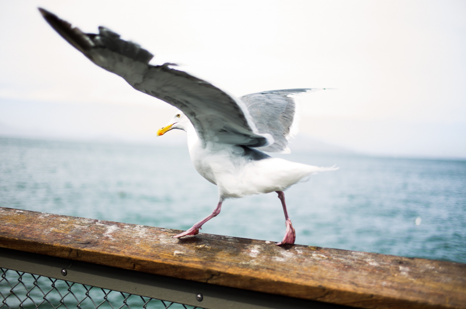 hav, vinger, nebb, fugl, måke, måke, Seabird, vinge, fauna, virveldyr, Charadriiformes, Shorebird