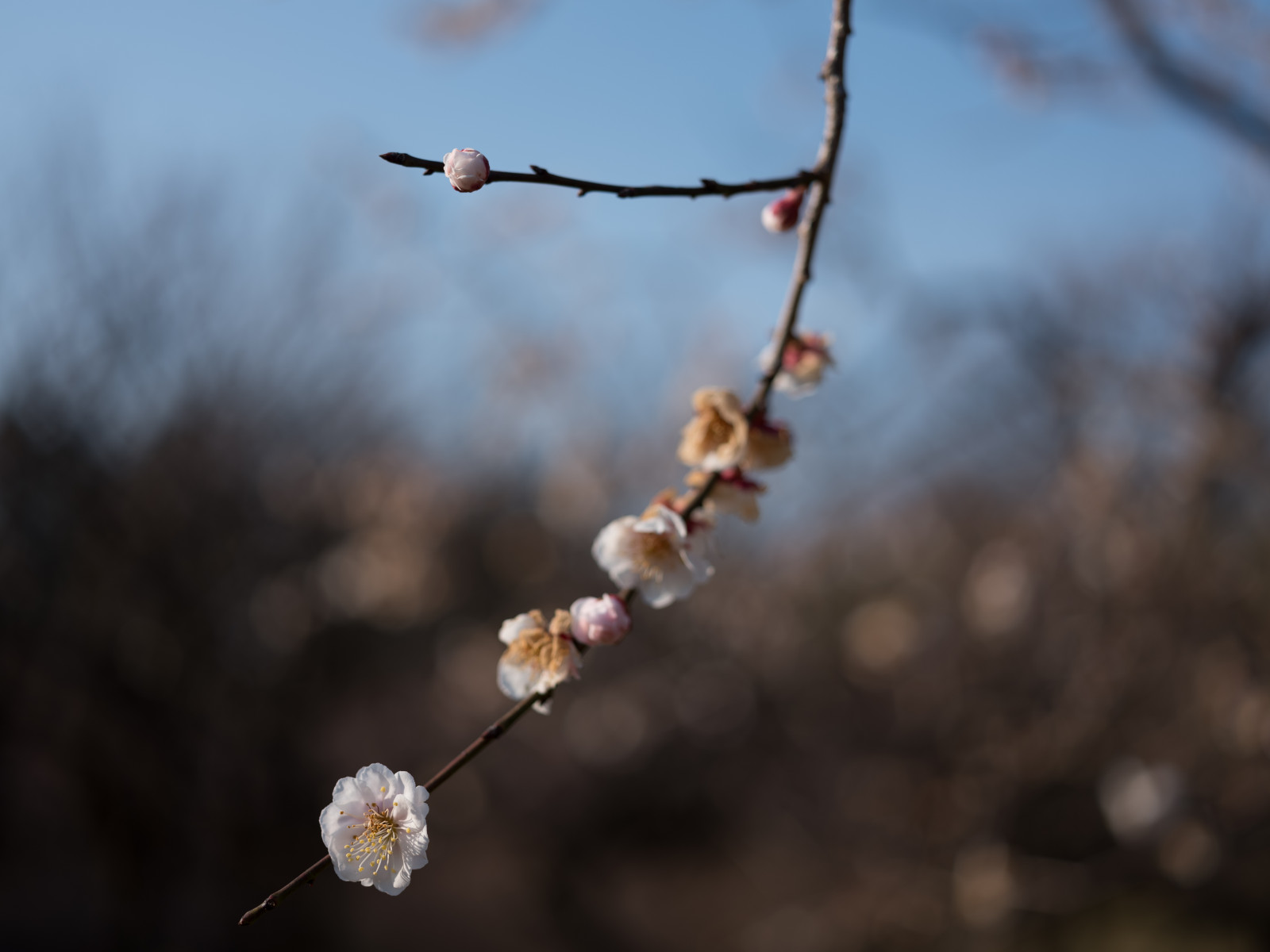 Giappone, luce del sole, natura, inverno, ramo, brina, fiore di ciliegio, fiorire, primavera, Tokyo, Fujifilm, Jp, albero, autunno, foglia, fiore, pianta, stagione, flora, germoglio, fuji, Fujinon, gf, gf63mm, gf63mmf28rwr, gfx, gfx50s, jindaibotanicalgardens, Chofu, ramoscello, produrre, avvicinamento, fotografia macro, spine spine e aculei, staminali vegetali