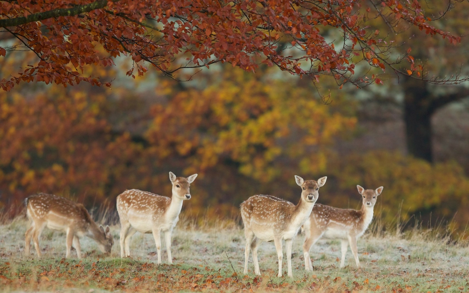 Wallpaper : fall, leaves, nature, wildlife, autumn, grassland, fauna ...