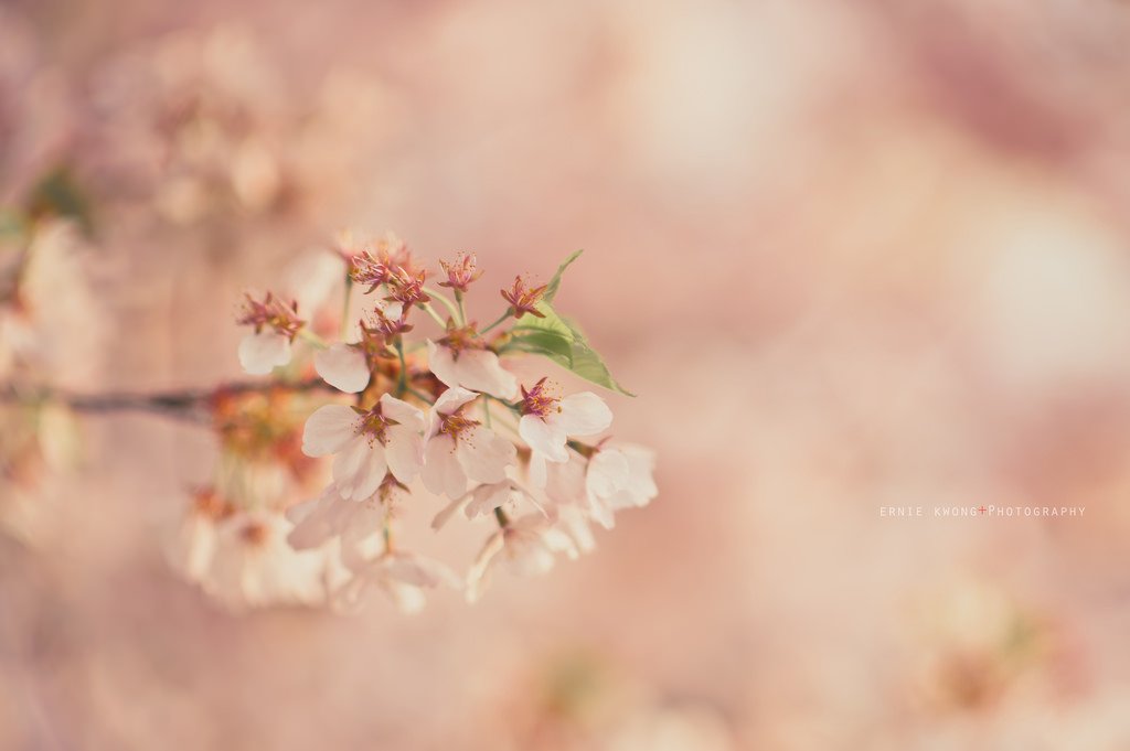 デスクトップ壁紙 ピンク 桜の花 春 ブランチ フローラ 小枝 閉じる 花弁 朝 日光 工場 マクロ撮影 コンピュータの壁紙 植物の茎 Stock Photography 1024x681 1155 デスクトップ壁紙 Wallhere デスクトップ壁紙 ピンク 桜の花 春 ブランチ フローラ 小枝 閉じる 花弁 朝 日光 工場 マクロ撮影 コンピュータの壁紙 植物の茎 Stock Photography 1024x681 1155 デスクトップ壁紙 Wallhere
