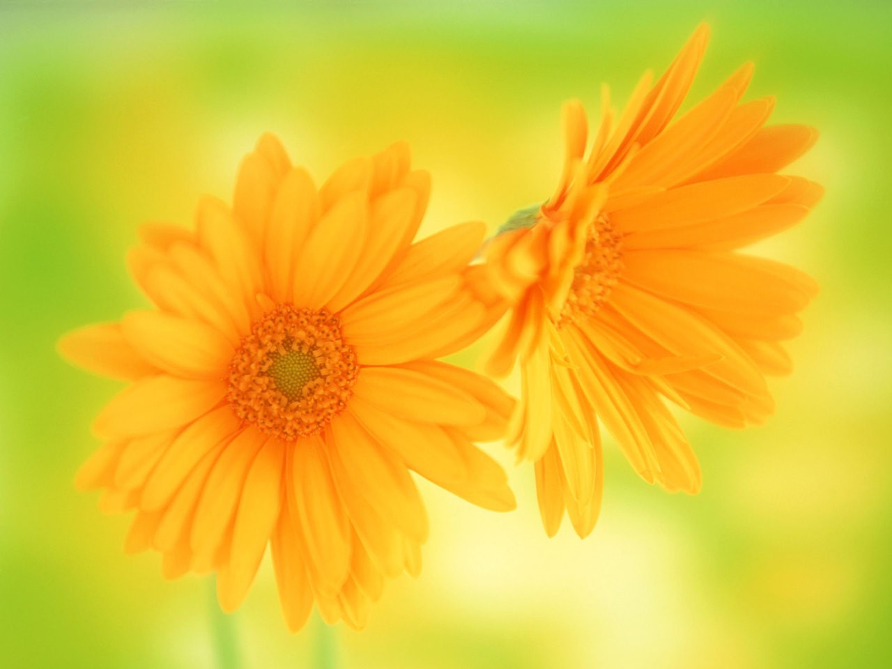 デスクトップ壁紙 1280x960 Px フラワーズ 自然 黄色の花 1280x960 Coolwallpapers 7315 デスクトップ壁紙 Wallhere