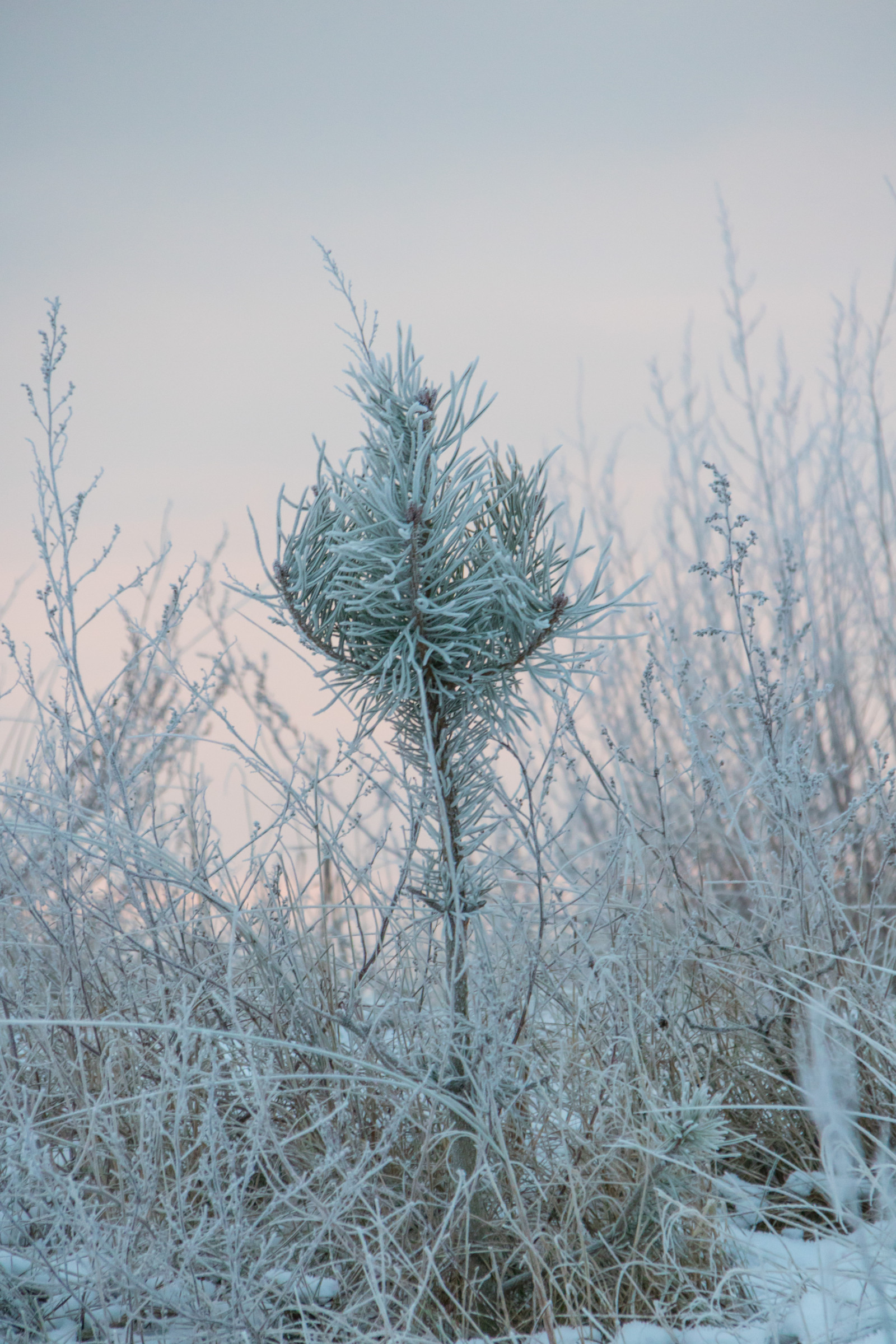 Příroda, tráva, sníh, zima, větev, led, Studený, mráz, vítr, smrk, jedle, Jinovatka, zmrazení, strom, list, květ, počasí, rostlina, sezóna, flóra, Vinter, kallt, exif modelu canoneos760d, geocountry, Kamera aby kánon, geocity, Model fotoaparátu canoneos760d, geostate, geolocation, EXIF čočka efs18200mmf3556is, EXIF otvor 56, exif focallength 200mm, exif aby kánon, exif isospeed 1250, skateholm, rimfrost, větvička, botanika, suchozemská rostlina, dřevina, ekosystém, tráva rodina