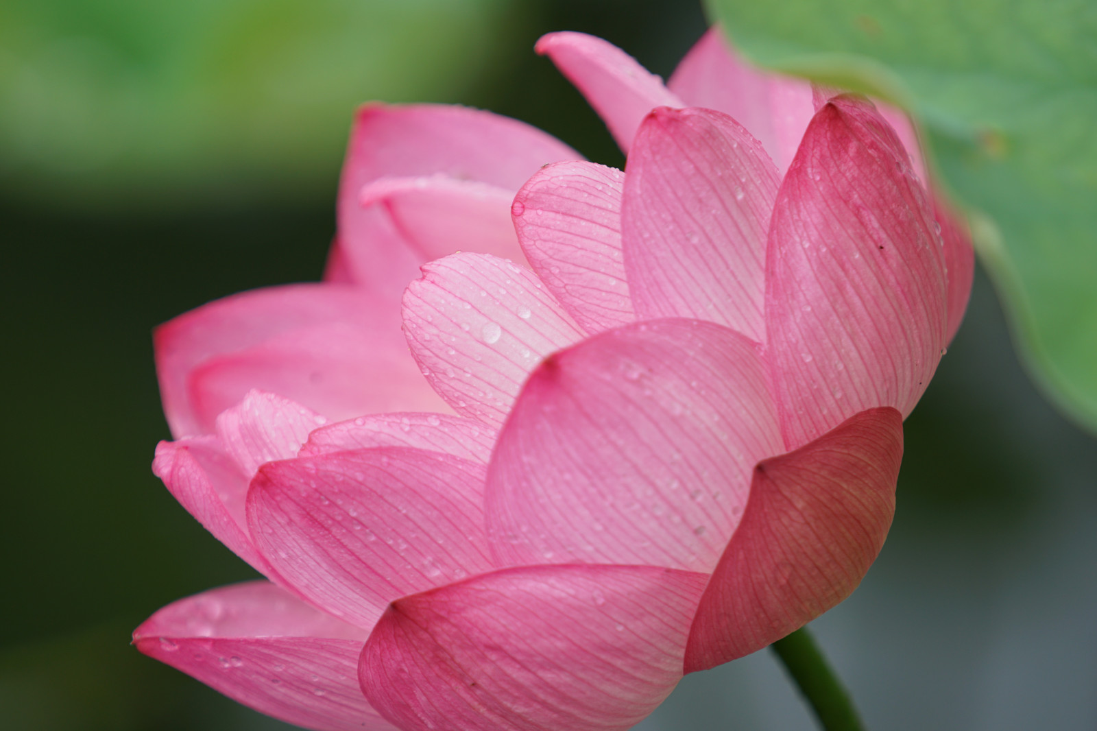 Wallpaper Japan, Sony, blossom, pink, Tokyo, Lotus, Jp, flower, flora