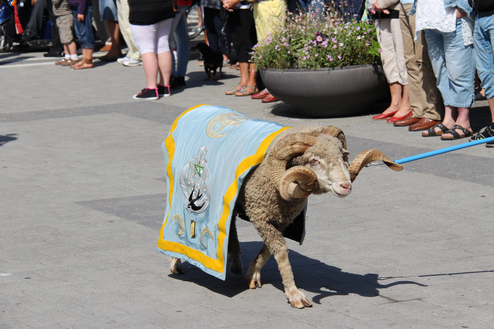 hudba, tetování, Pes, Kánon, válečný, průvod, musik, canon100, nevydaný, orchestr, hudební nástroje, orkester, milit rorkester, savec, pes jako savec, pouliční pes