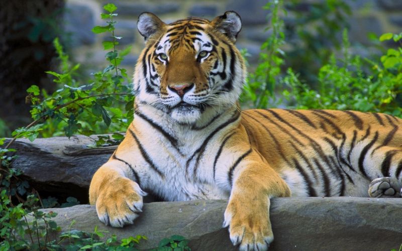 hewan, harimau, kucing besar, margasatwa, Kebun binatang, fauna