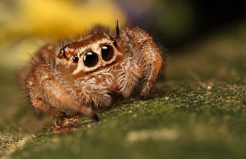 zvěř, Příroda, fotografování, makro, hmyz, tráva zvěř, Příroda, fotografování, makro, hmyz, tráva