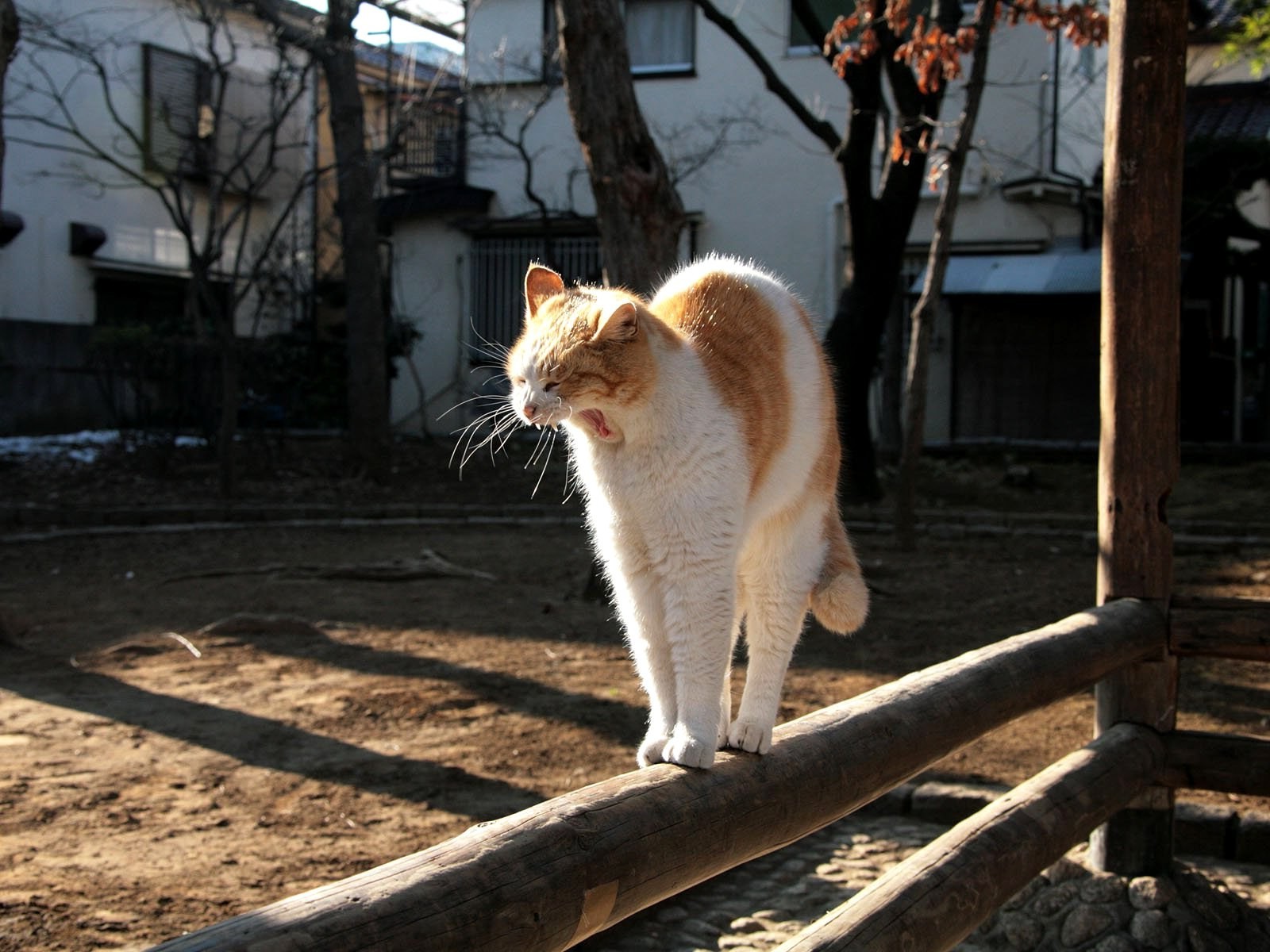 1600x1200 px, Tiere, Katzen