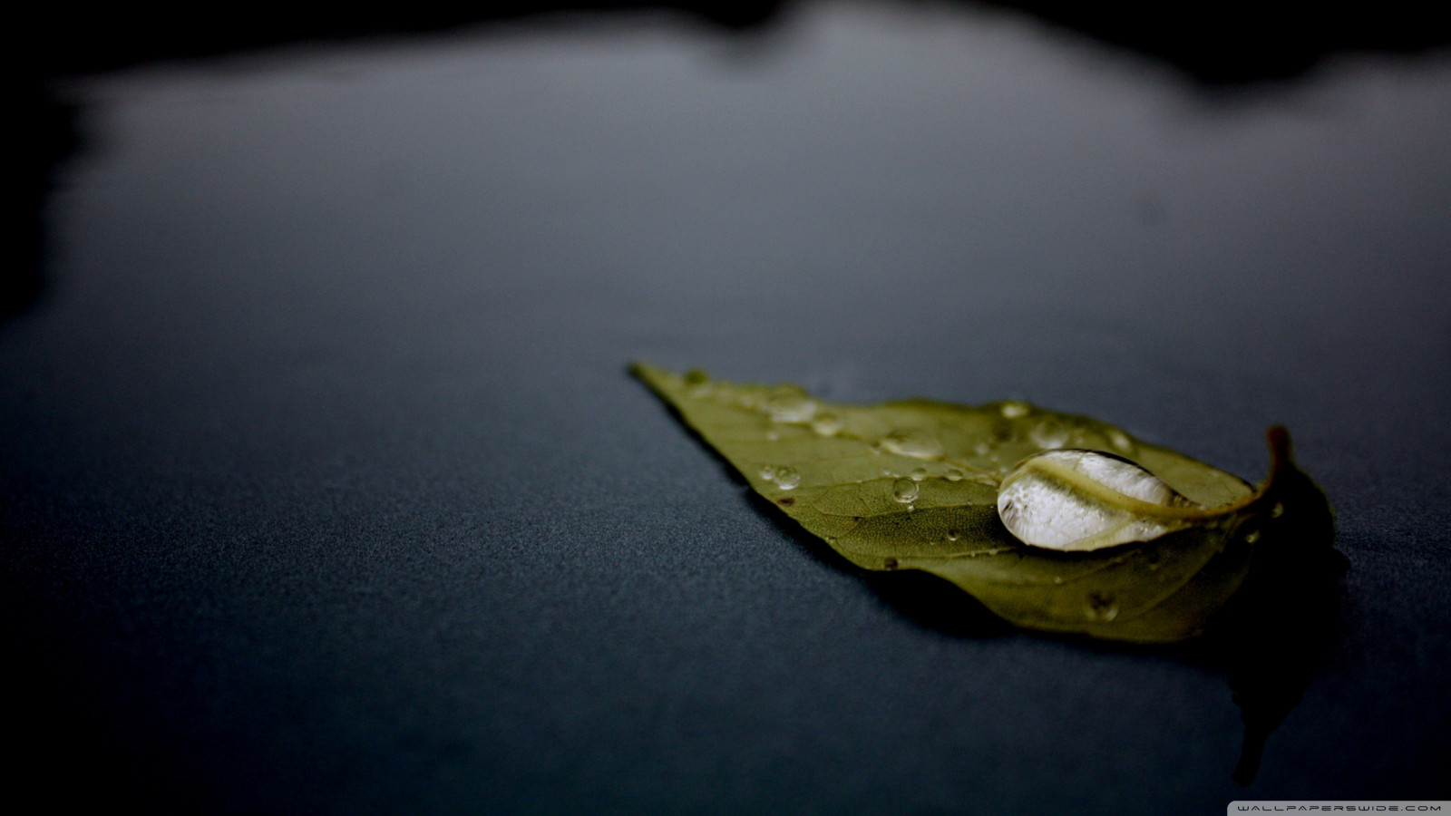listy, Černá, Příroda, odraz, fotografování, kapky vody, zelená, žlutý, světlo, barva, list, květ, rostlina, pokles, ruka, tvar, tma, okvětní lístek, počítač tapeta, zblízka, makro fotografie