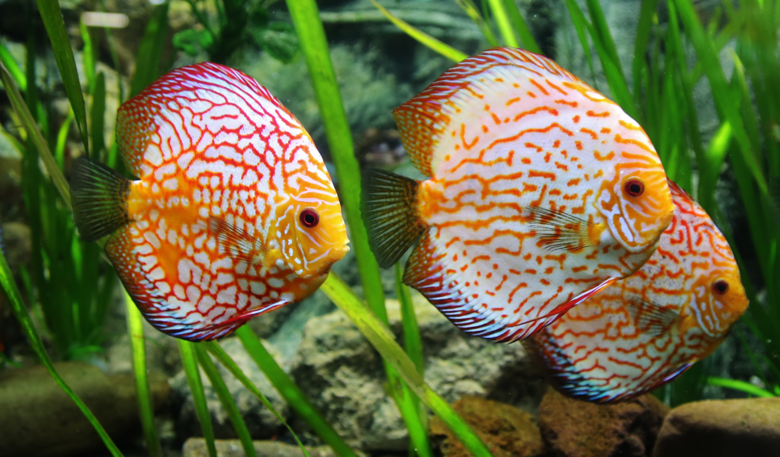 Hintergrundbilder : Fisch, Fische, Canoneos5dmarkiii