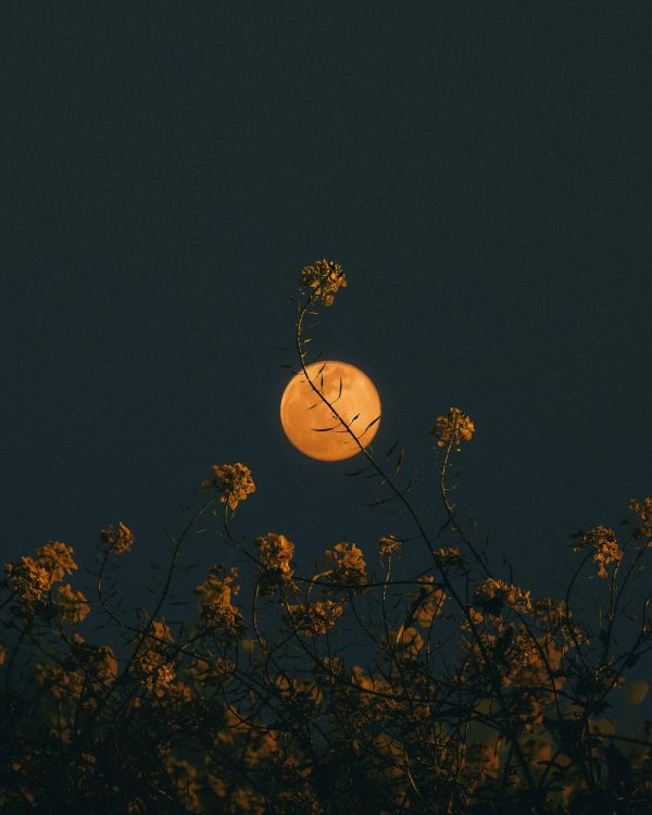 sky,plant,nature,street light,branch,twig