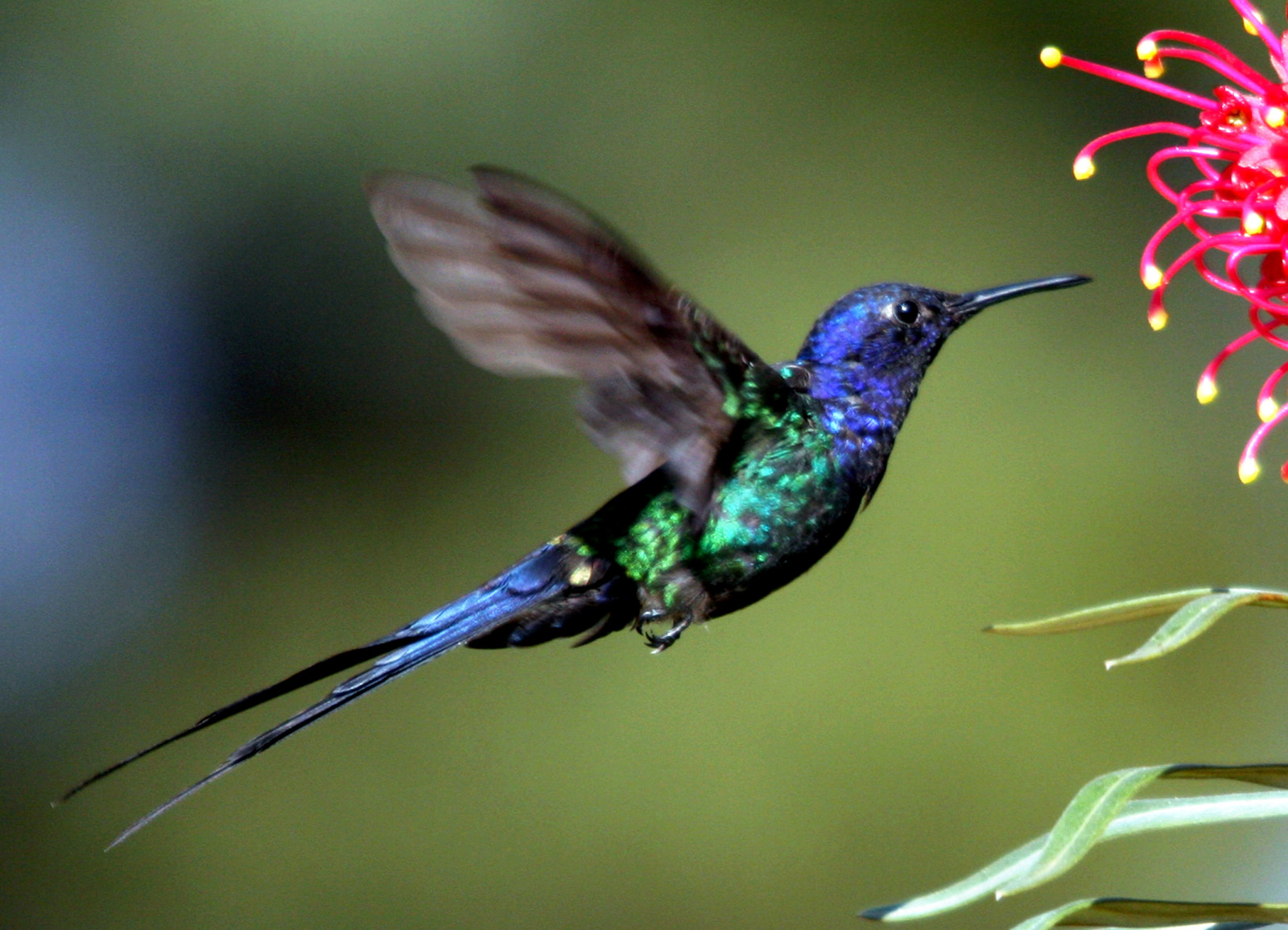 fab, fugl, natur, dyreliv, natureza, Passaro, aves, chapeau, inspirere, Fuglekiggeri, SOE, betagende, oiseaux, thegoldengallery, thesecretgarden, Supershot, specanimal, natureplus, mywinners, godnature, Worldbest, shieldofexcellence, anawesomeshot, impressedbeauty, nationalgeographicareyougoodenough, crystalaward, avianexcellence, diamondclassphotographer, photosandcalendar, farandawaythebest, citritgroup, photostosmileabout, eperkeaward, naturewatcher, overtheexcellence, concordians, betterthangood, everydayissunday, theperfectphotographer, avianphotograph, natureislovely, dragongoldaward, natureselegantshots, spiritofphotography, birdsinsideandoutside, atrav sdaminhalentethroughmylens, stunningplanetearth, salveanatureza, damniwishidtakenthat, screamofthephotographer, worldnaturewildlifecloseup, Planetaterraeseusanimaisincr veis, photographersgonewild, vosplusbellesphotos, thewonderfulworldofbirds, naturegreenstar, naturescreations, newenvyofflickr, dragonflyawardsgroup, naturesbeautifulphotography