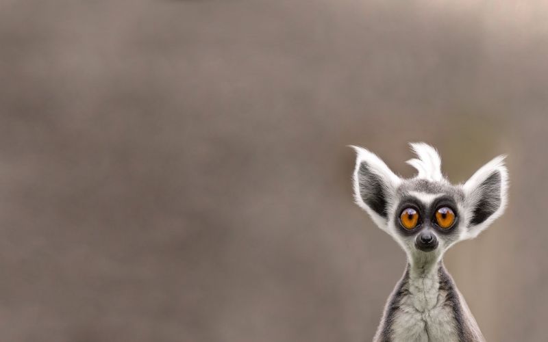 1920x1200 px,dier,schattig,ogen,grappig,humor