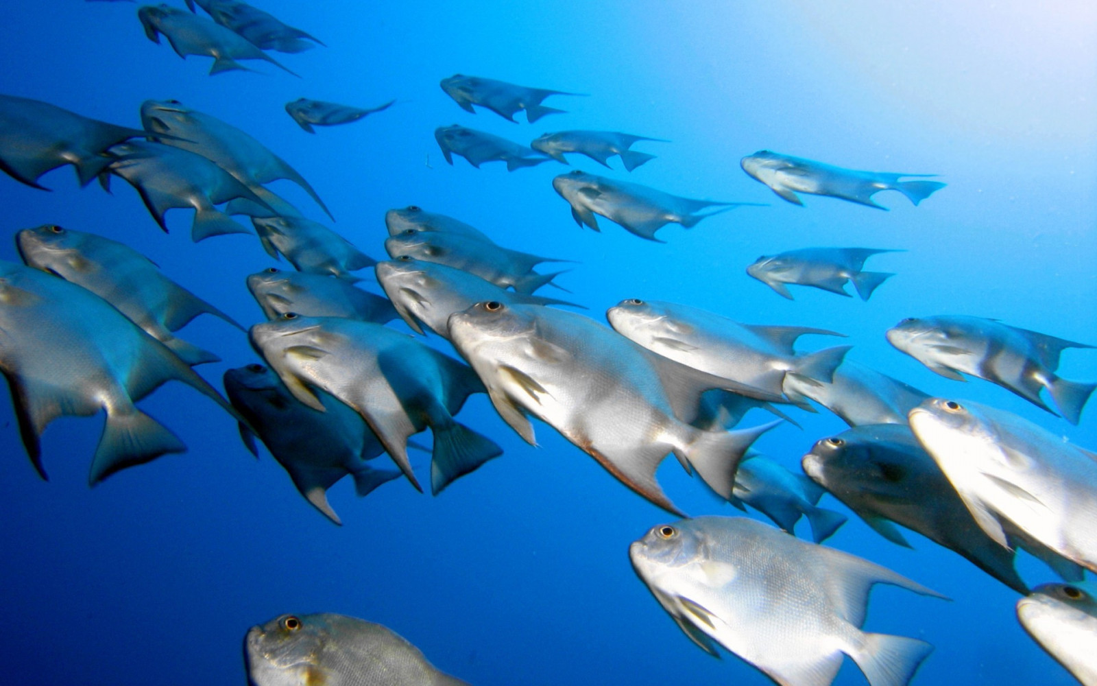 zvěř, moře, Ryba, Pod vodou, delfín, biologie, oceán, 1920x1200 px, ekosystém, mořská biologie, mořští savci, requiem žralok, spinner dolphin