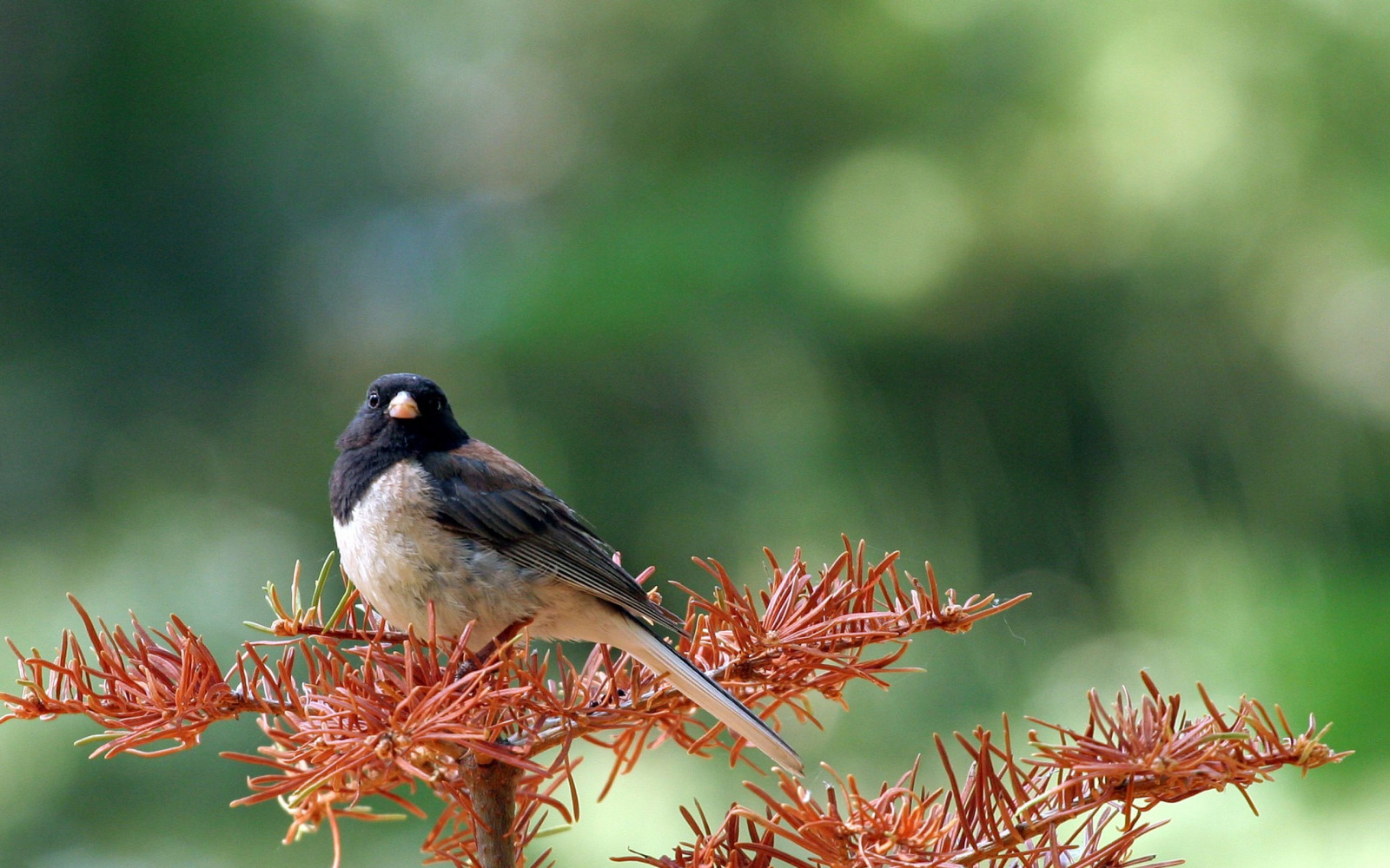 Wallpaper : bird, branch, tree, sit 2560x1600 - wallpaperUp - 1058317 ...