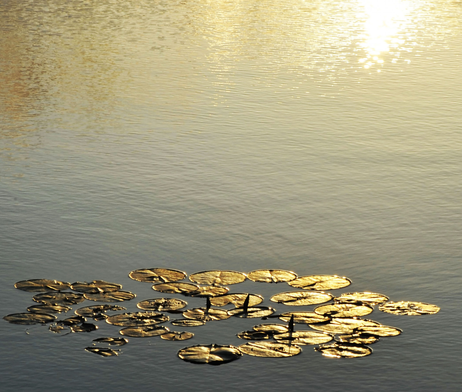 slunečnímu záření, západ slunce, moře, jezero, voda, Skála, Příroda, pobřeží, písek, odraz, nebe, dřevo, svítání, večer, ráno, pobřeží, slunce, horizont, soumrak, Brazílie, slunce, 2012, mrak, list, svítání, oceán, Sluneční svit, thegalaxy, quartasunset, relections, slunce, Osol, sunsetwednesday, astrorei