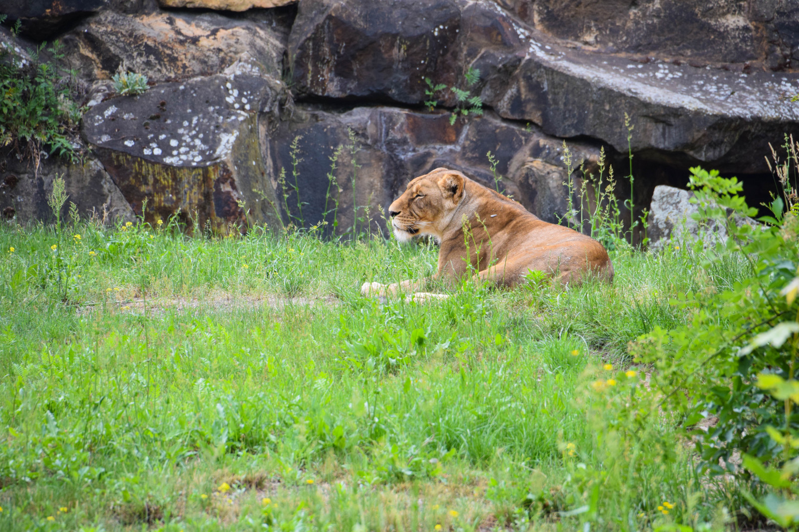 ธรรมชาติ, สิงโต, เยอรมนี, สัตว์ป่า, แมวใหญ่, สวนสัตว์, ถิ่นทุรกันดาร, ยุโรป, เบอร์ลิน, สัตว์, กลางแจ้ง, de, djur, Tyskland, zoologischergarten, budapesterstrasse, Berlinszoo, เลออน, Safari, สัตว์ป่า, แมวเหมือนสัตว์เลี้ยงลูกด้วยนม