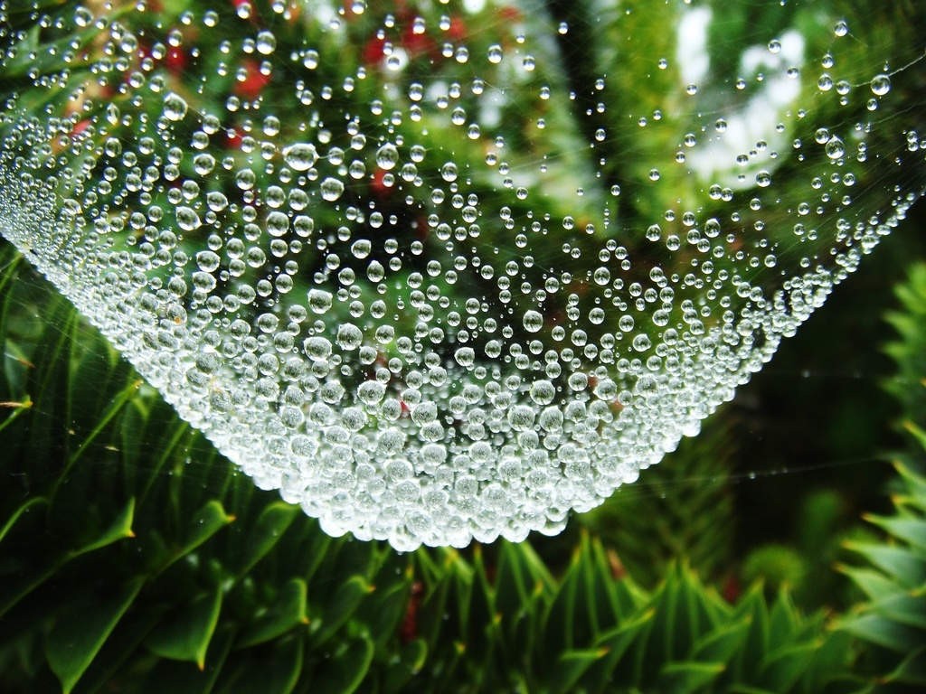 trær, landskap, blader, dybdeskarphet, vann, natur, gress, vanndråper, gren, grønn, spindelvev, edderkopp, dugg, arachnid, tre, blad, blomst, anlegg, flora, fauna, botanikk, landanlegg, nærbilde, busk, makrofotografering, virvelløse, fuktighet, spindelvev