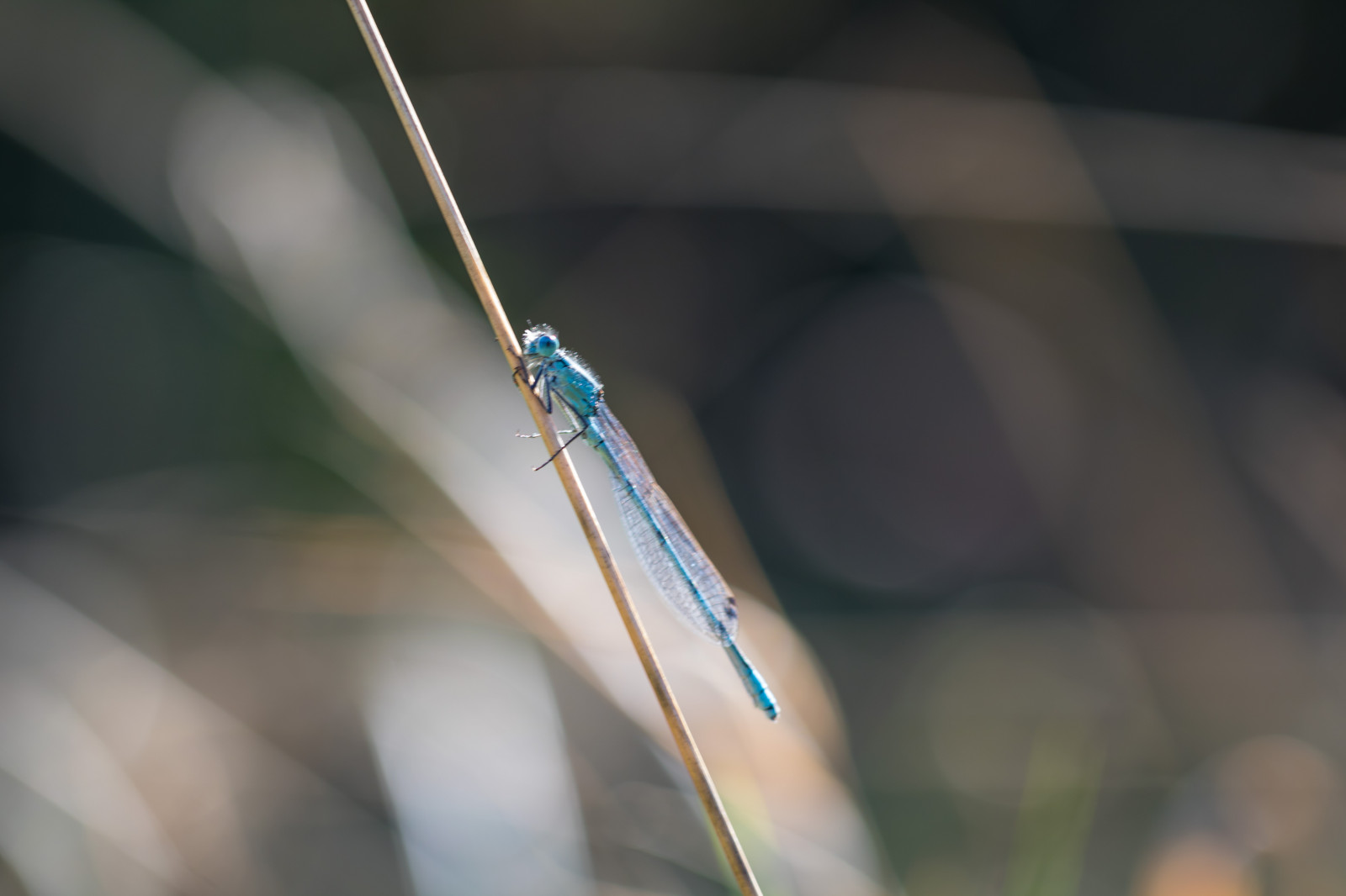 white, photography, macro, green, blue, color, leaf, dragonfly, hand, makro, line, exif model canoneos760d, geocountry, camera make canon, geocity, camera model canoneos760d, geostate, geolocation, exif make canon, exif isospeed 100, exif focallength 100mm, exif lens ef100mmf28lmacroisusm, simrishamn, b ckahalladalen, canonef100mm128lisusmmacro, trollsl nda, exif aperture 32, wing, atmosphere of earth, close up, macro photography