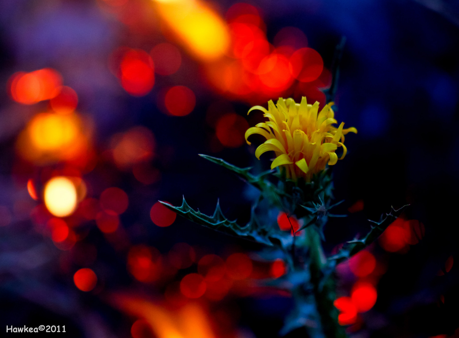 květiny, oranžový, žlutý, Kánon, oheň, bokeh, popel, eos500d, mygearandme, rebelx3