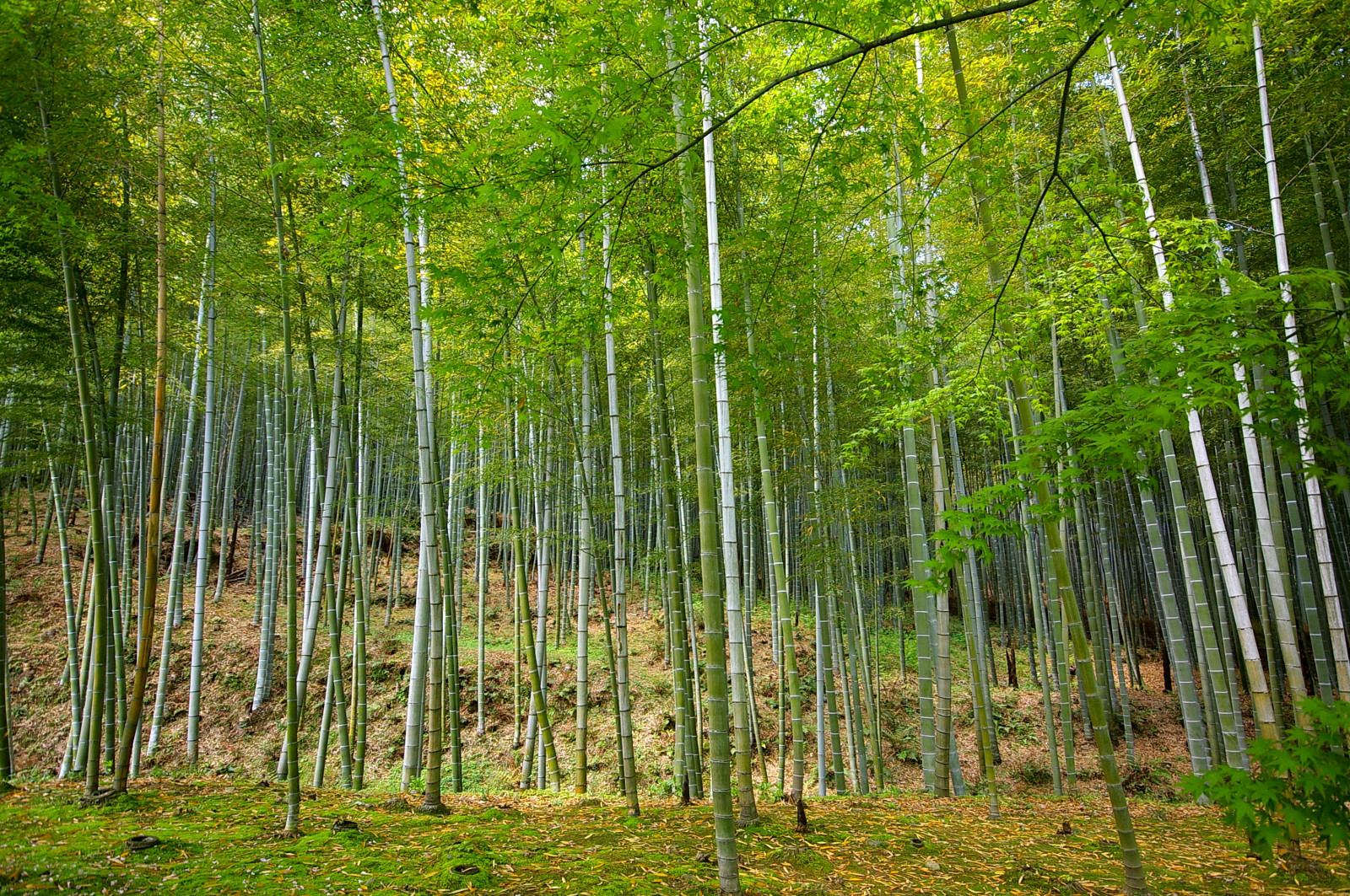 verde, zelená, Japonsko, les, Kyoto, camino, háj, cesta, buddhistické, Buddhismus, bambus, Bosque, zen, vzít, Nippon, Kioto, Cami, Bambu, Kansai, Nihon, Japo, Sagano, Verd, Tenryuji, Bosc, budismo, Japon, Budista, Budiž, Corriol, anawesomeshot, colourartaward