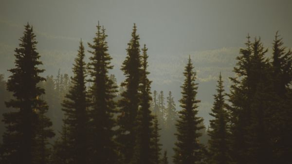 sky,tree,Natural landscape,larch,slope,wood