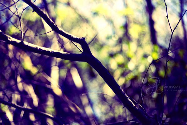 sunlight, trees, forest, nature, reflection, leaves