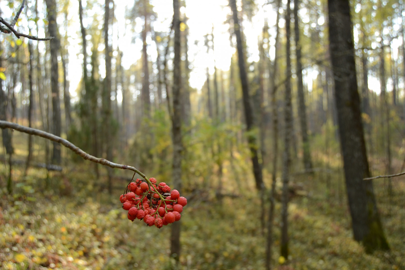slunečnímu záření, stromy, krajina, les, Příroda, větev, divočina, strom, podzim, list, květ, rostlina, sezóna, flóra, louka, divoká rostlina, zálesí, místo výskytu, přírodní prostředí, suchozemská rostlina, dřevina, ekosystém, mírné jehličnatý les, biome, keř, smíšený les, opadavý
