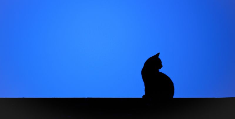 kucing, langit, bayangan, bayangan hitam, hewan, biru kucing, langit, bayangan, bayangan hitam, hewan, biru