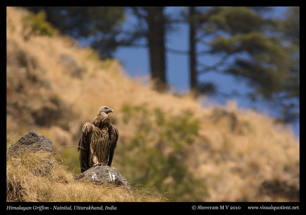 fugle, natur, Indien, dyreliv, Canon, rovfugl, ørn, Hvidhovedet havørn, 40d, fugl, ave, fauna, skærmbillede, aves, Grib, Uttarakhand, avifauna, 300mmf4is, Vestsjælland, Nainital, gypshimalayensis, himalayangriffonvulture