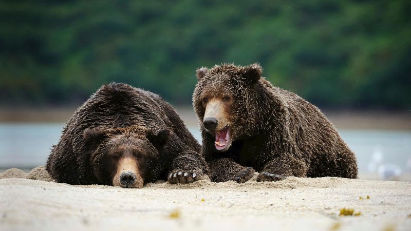 animals,mammals,bears