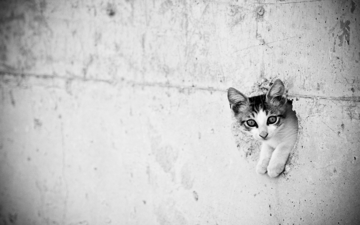 hvit, svart, katt, dyr, monokrom, snø, vegg, fotografering, kinnskjegg, hud, vær, kattunge, pattedyr, øyeblikksbilde, svart og hvit, monokrom fotografering, virveldyr, katt som pattedyr, små og mellomstore katter