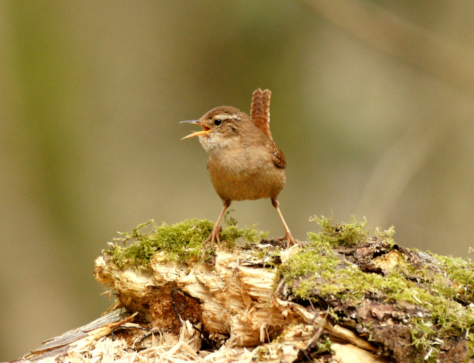 hale, ben, mos, dyreliv, log, bokeh, forår, UK, støjende, næb, Stance, sang, spurv, 2012, Fokus, fugl, finke, skønhed, blinkagain, mygearandme, øje, tunge, dOF, farve, holdning, forår, Lark, t, højt, positur, marts, fauna, specanimal, naturethroughthelens, Hampshire, skov, siddepinde fugl, økosystem, fluesnappere, nattergal, gærdesmutte, fjerdragt, stevemaskell, Hants, markeringer, HWT, blashfordlakes, Hortulan, fuglesang, troglodytestroglodytes