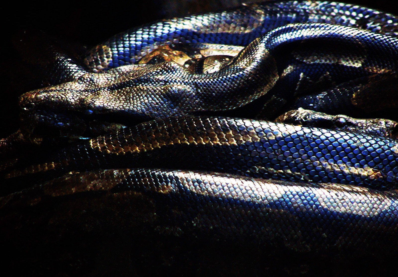 zmenšen plazů, plaz, organismus, had, had, petrolejově modrá