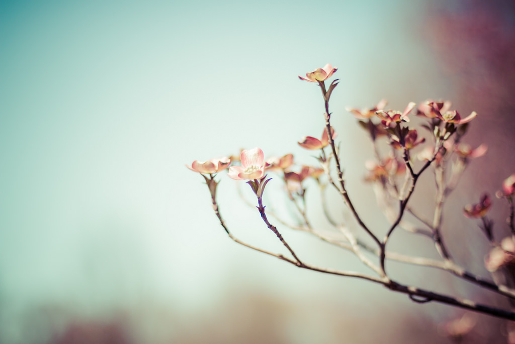 デスクトップ壁紙 日光 木 フラワーズ 自然 写真 ブランチ 朝 桜の花 ピンク 春 テネシー州 50mm 葉 工場 シーズン フローラ 花弁 70d Tn ジャクソン Westtn シェリリザベス 小枝 作物 閉じる マクロ撮影 植物の茎 1024x6