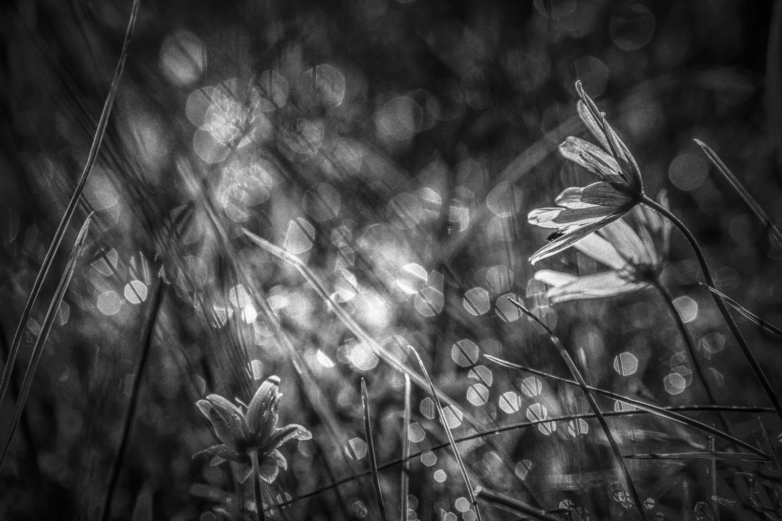 Černý a bílý, biancoenero, bokeh, Basilicata, květiny, fiori, angelopetrozza, pentax, K70
