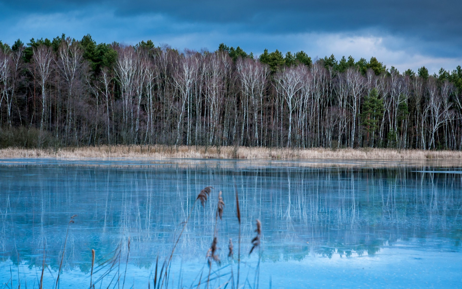 Wallpaper trees, forest, lake, nature, reflection, swimming pool