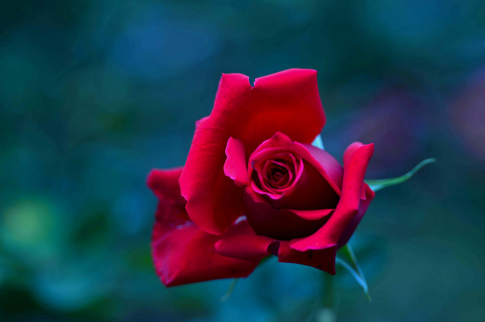 rød, fotografering, kronblade, Rose, lyserød, blomst, plante, flora, sløring, knop, kronblad, computer tapet, jord plante, blomstrende plante, tæt på, makrofotografering, stængelplante, haveroser, rosenfamilien, steg ordre