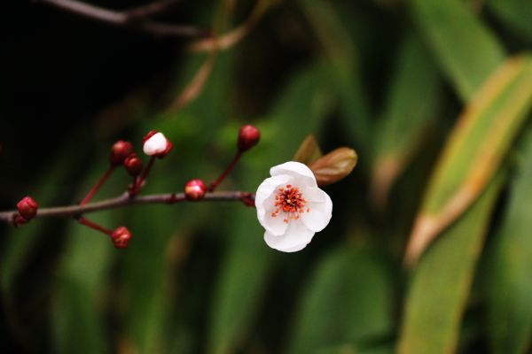 plants,green