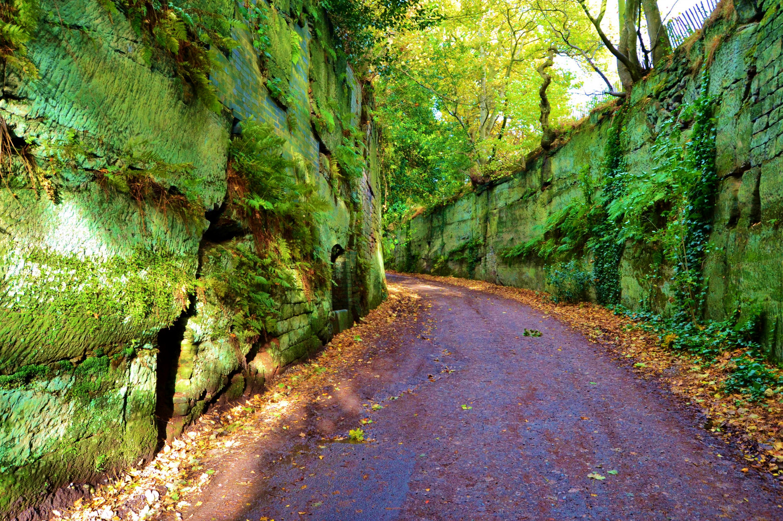 krajina, les, podzim, listy, Skála, Příroda, tráva, silnice, větev, mech, zelená, útes, kámen, džungle, cesta, deštný prales, přírodní rezervace, rokle, strom, podzim, list, rostlina, kapradina, vodní tok, stezka, vegetace, výstřižek, pruh, cheshire, zálesí, jedle, prales, opadavý, non vaskulární suchozemská rostlina, národní park, Warrington, Appleton