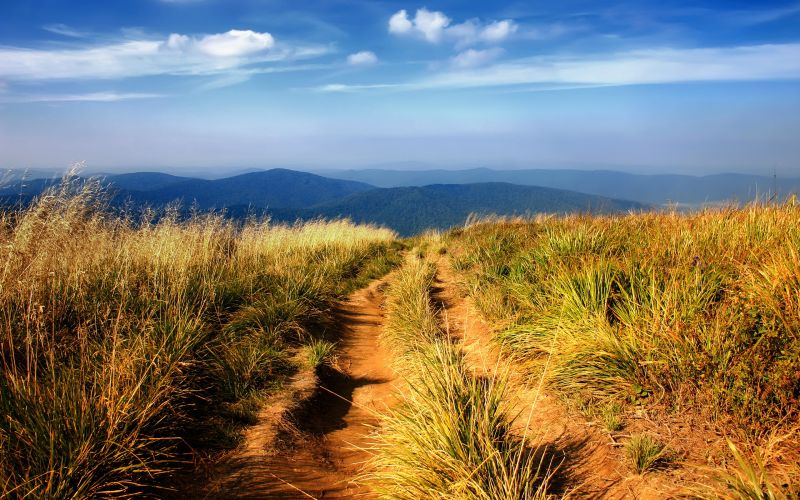 landscape, hill, nature, grass, plants, sunlight landscape, hill, nature, grass, plants, sunlight