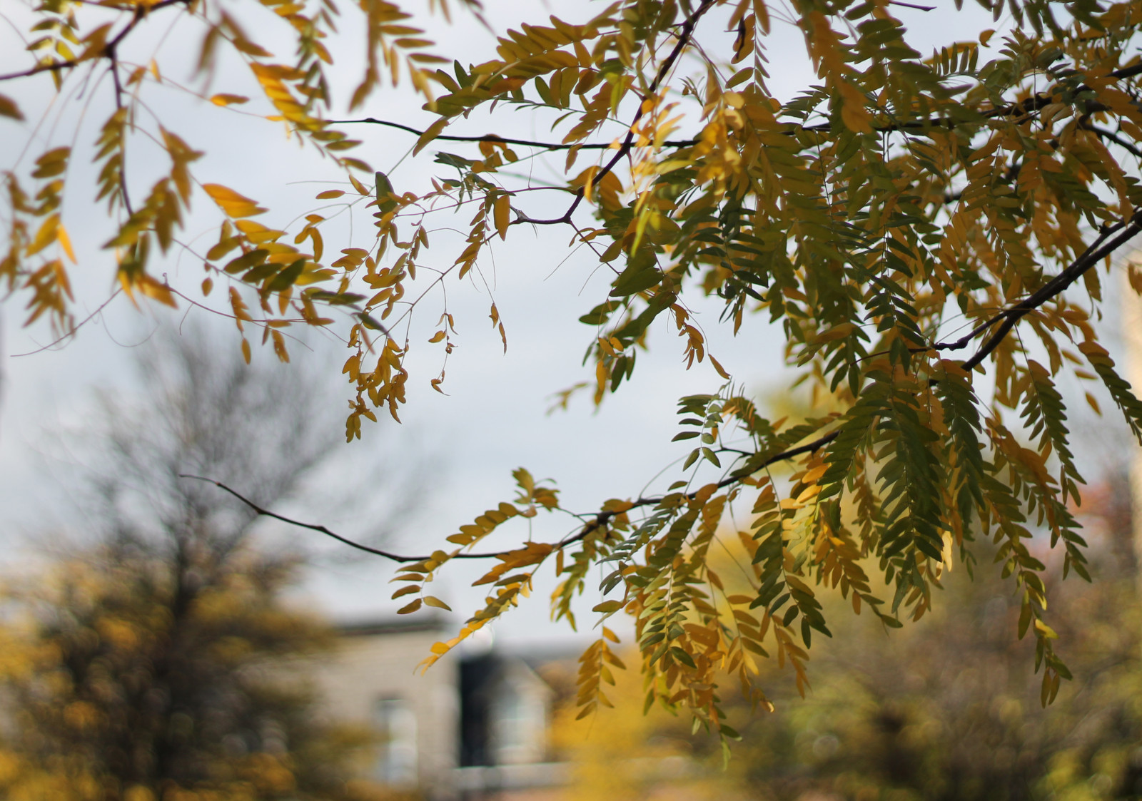 Wallpaper tree, trees, leaf, leaves, color, colours, plants, autumn