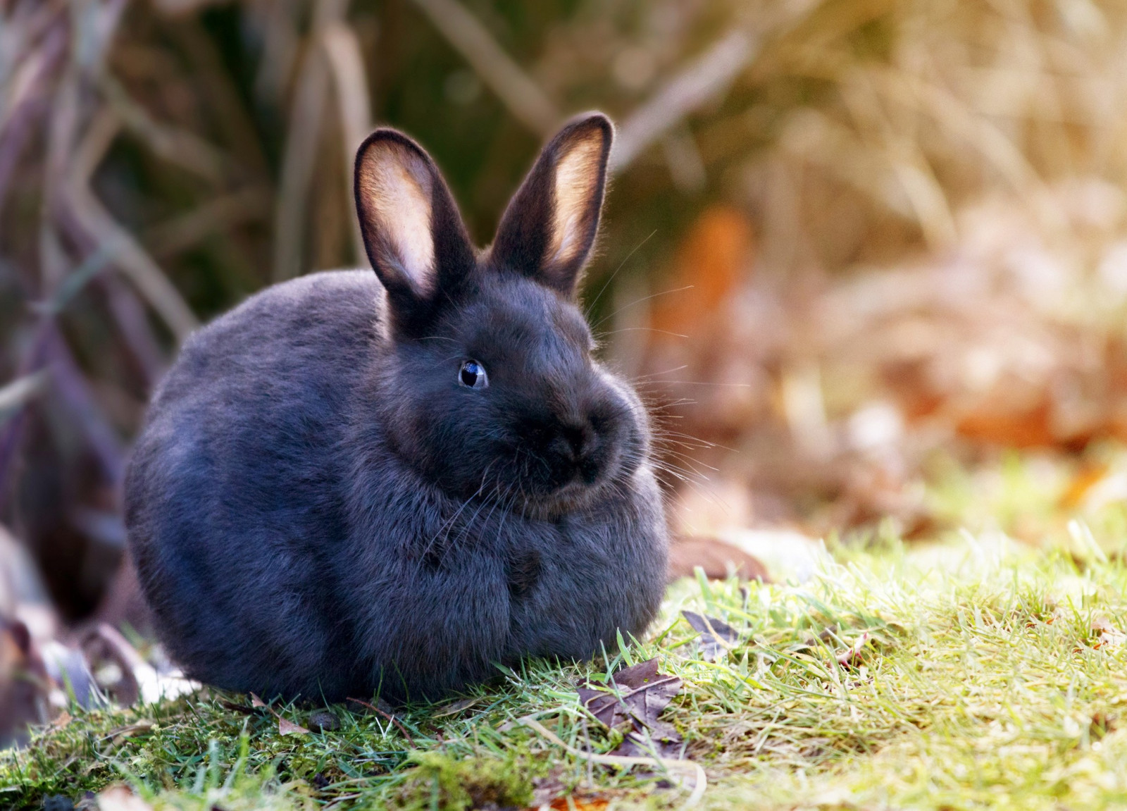 デスクトップ壁紙 : 草, 野生動物, ウィスカー, 動物相, 哺乳類, 脊椎動物, ウサギおよびウサギ, 家兎 2048x1474 ...