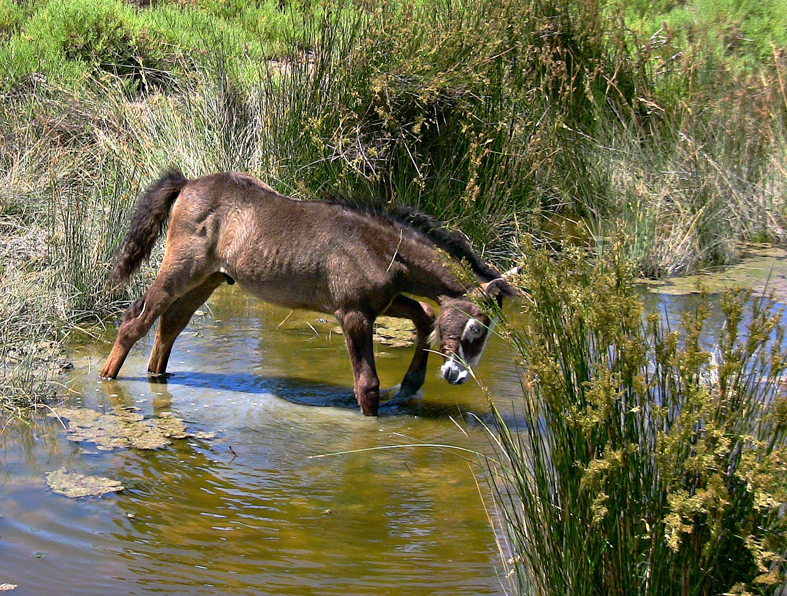 landskab, dyr, væsen, vand, natur, afspejling, hest, græs, Turisme, dyreliv, Frankrig, Dam, Bank, Provence, træ, dyr, rejse, Landschaft, udforske, plante, husdyr, paisaje, francia, natur, græs, besøg, fauna, tier, frankreich, rejser, urlaub, reisen, roba66, naturalezza, chevaux, cheval, tiere, pack dyr, caballo, Pferd, Camargue, trabalho, franca, Provenca, Camarque, camarguepferde