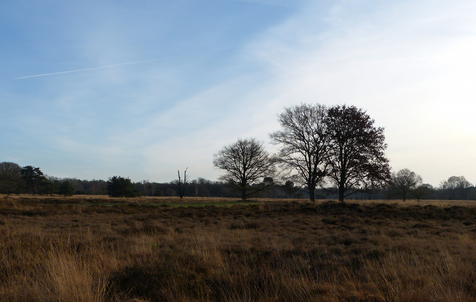 Olanda, natura, Olanda, paesaggio, Nederland, riserva naturale, twente, overijssel, paesaggio, Natuurmonumenten, Haaksbergen, natuurgebied, Buurserzand, Panasonicdmcfz150, 1190633
