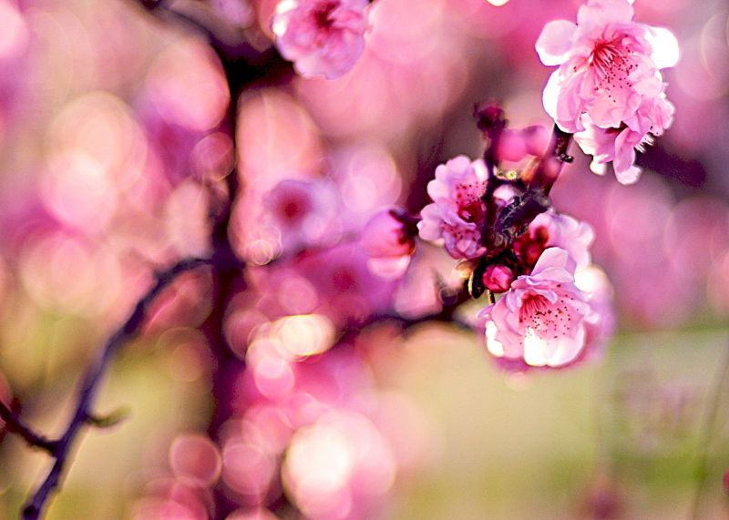 flor, rosado, flor, primavera, rama, flor de cerezo flor, rosado, flor, primavera, rama, flor de cerezo