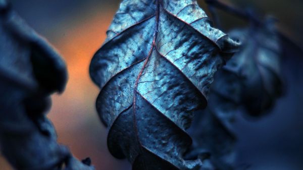 nature,1920x1080 px,depth of field,filter,leaves,macro