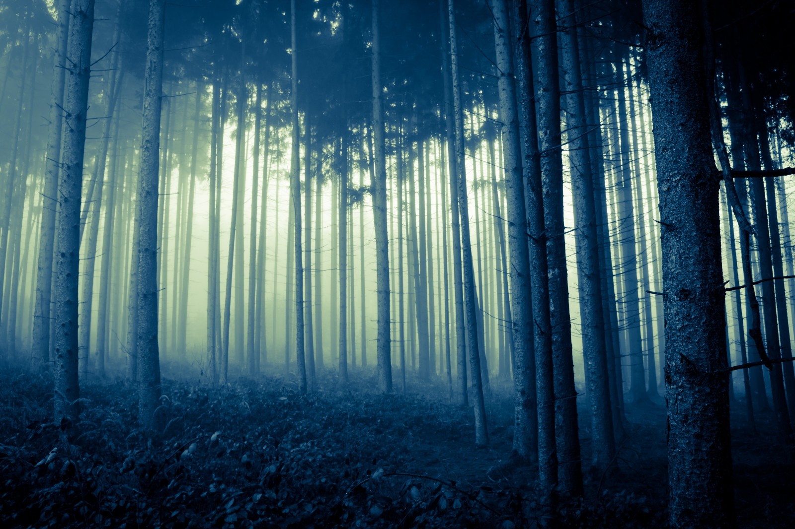 slunečnímu záření, stromy, les, temný, Příroda, nebe, zima, dřevo, větev, ráno, kouzlo, atmosféra, prach, metropole, zasněný, zmrazení, zakletý, světlo, strom, mlha, hluboký, nálada, tma, mystik, Nebel, zálesí, počítač tapeta, mírné jehličnatý les, biome, prales, jev, do lesů, bavarianforest, Křupavé, Yourbestshot2013, spruce fir forest